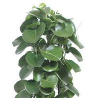 The Grape Ivy Plant Cissus rotundifolia