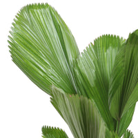 Ruffled Fan Palm Licuala grandis