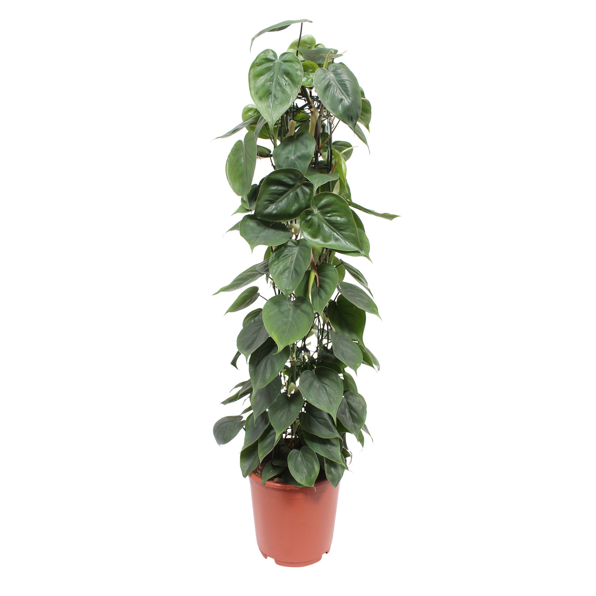buy philodendron scandens uk Philodendron scandens