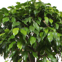 Weeping Fig Ficus benjamina 'Columnar'