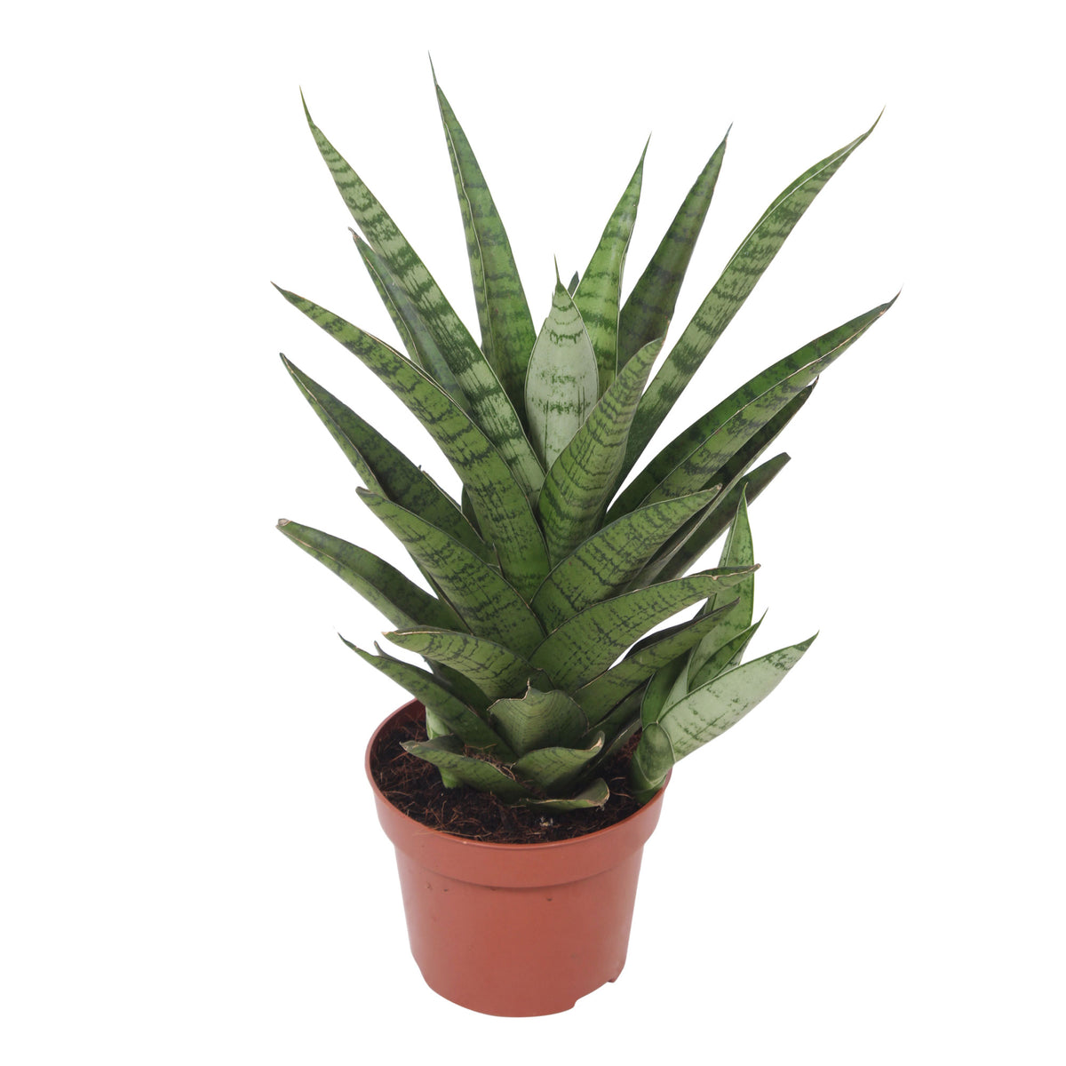 Snake plant Sansevieria  'Tough Lady'