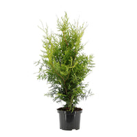 Thuja Cypress Thuja 'Brabant' - Hardy plant