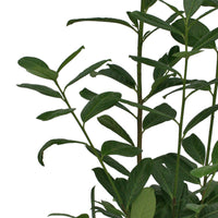 Cherry laurel Prunus 'Rotundifolia' - Hardy plant