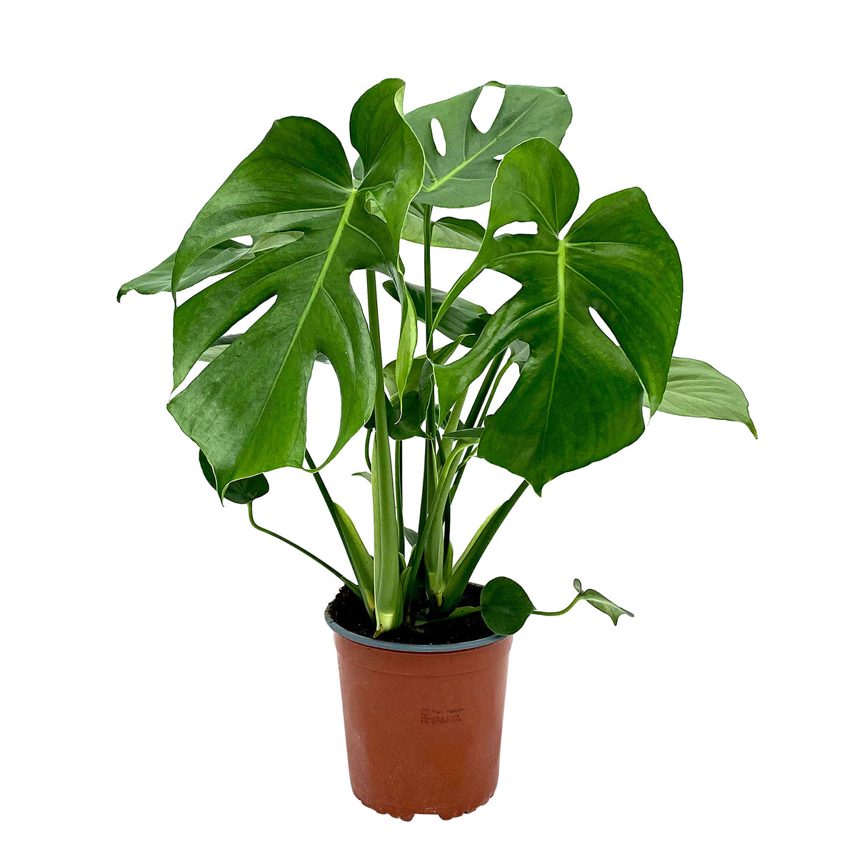 Swiss cheese plant Monstera deliciosa