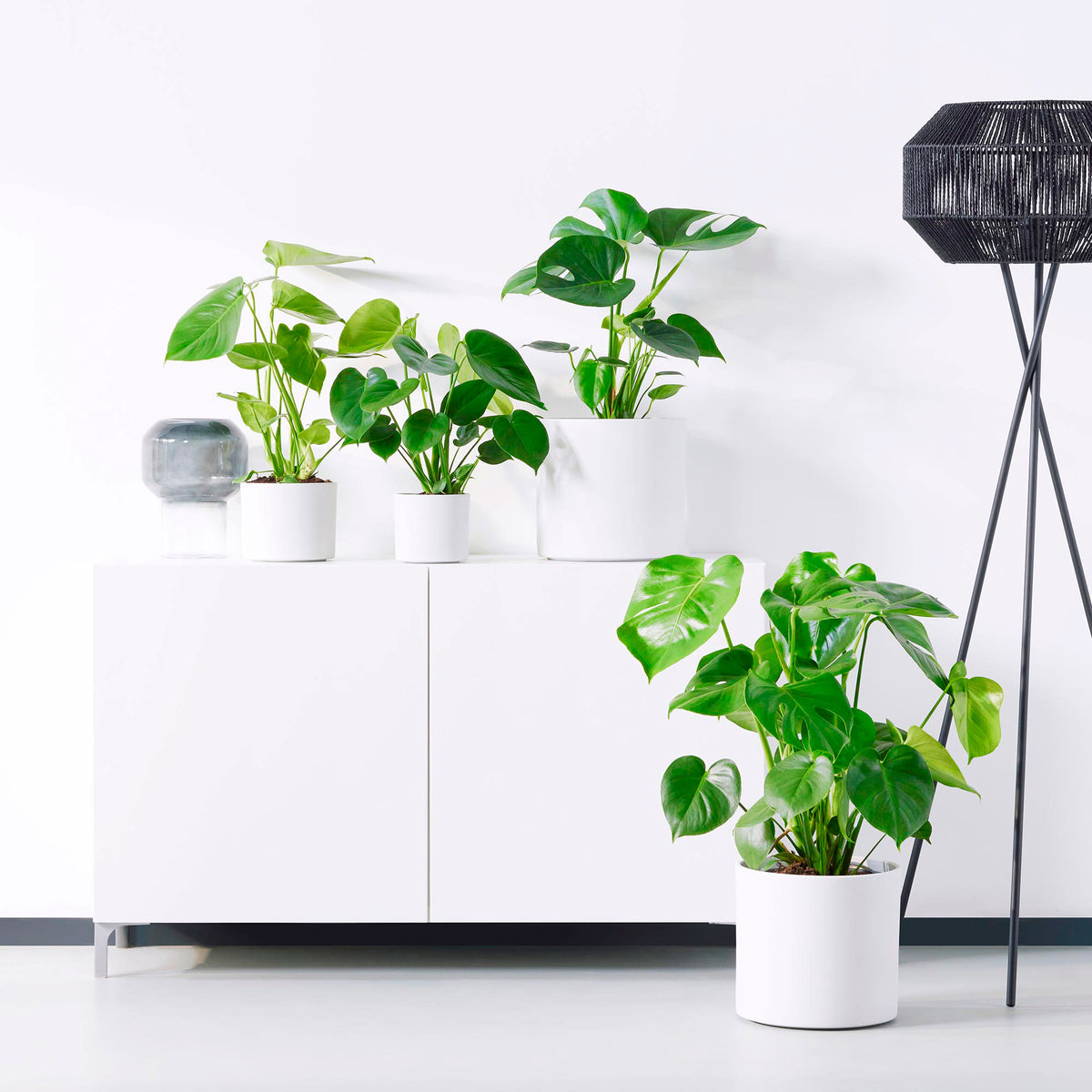 Swiss cheese plant Monstera deliciosa