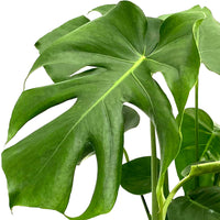 Swiss cheese plant Monstera deliciosa including decorative pot