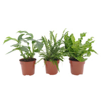 3x Bathroom plants - Mix