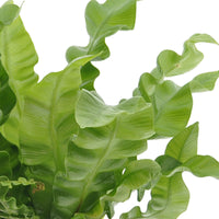 3x Bathroom plants - Mix