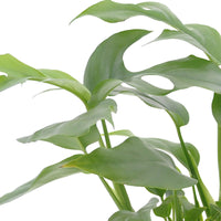 3x Bathroom plants - Mix