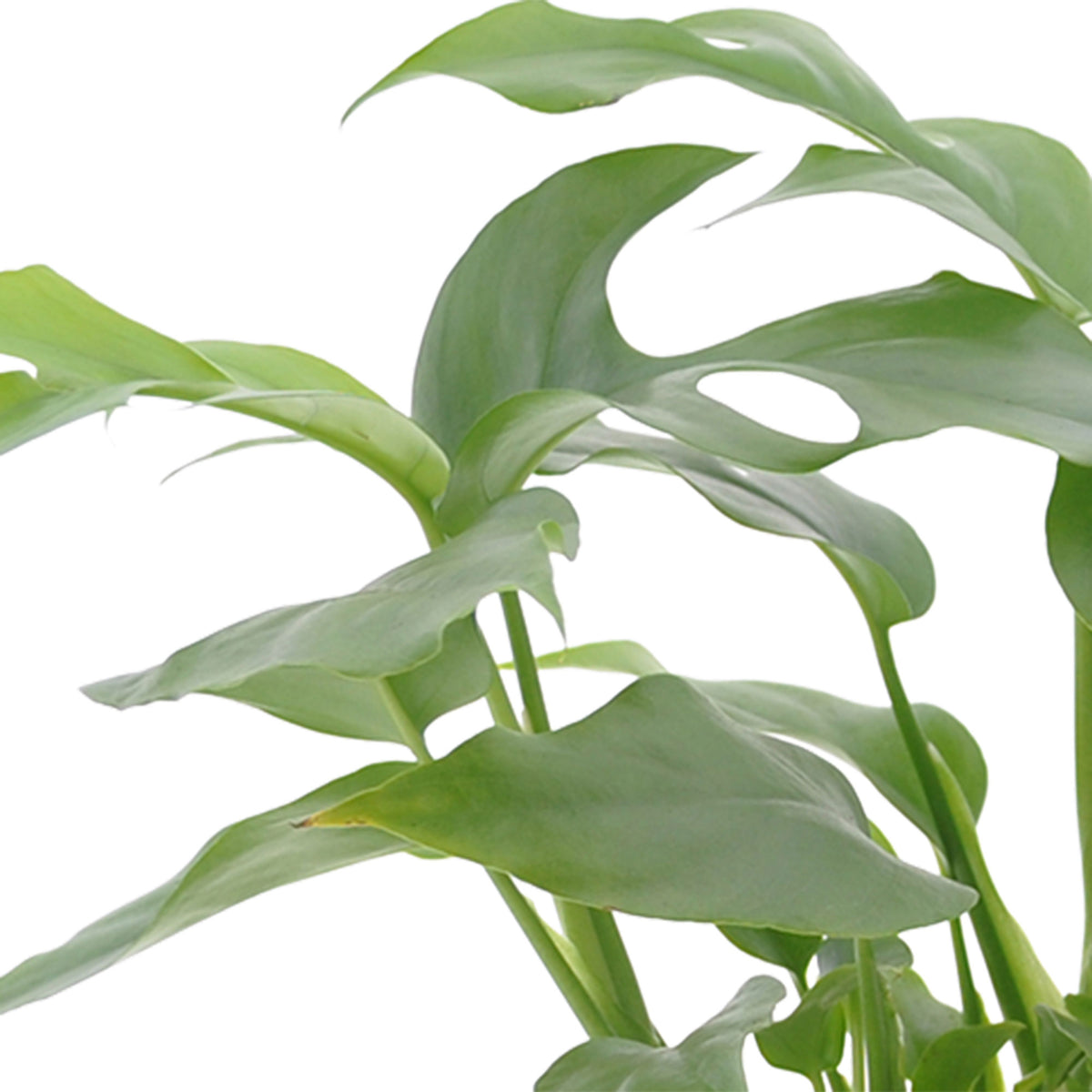 3x Bathroom plants - Mix