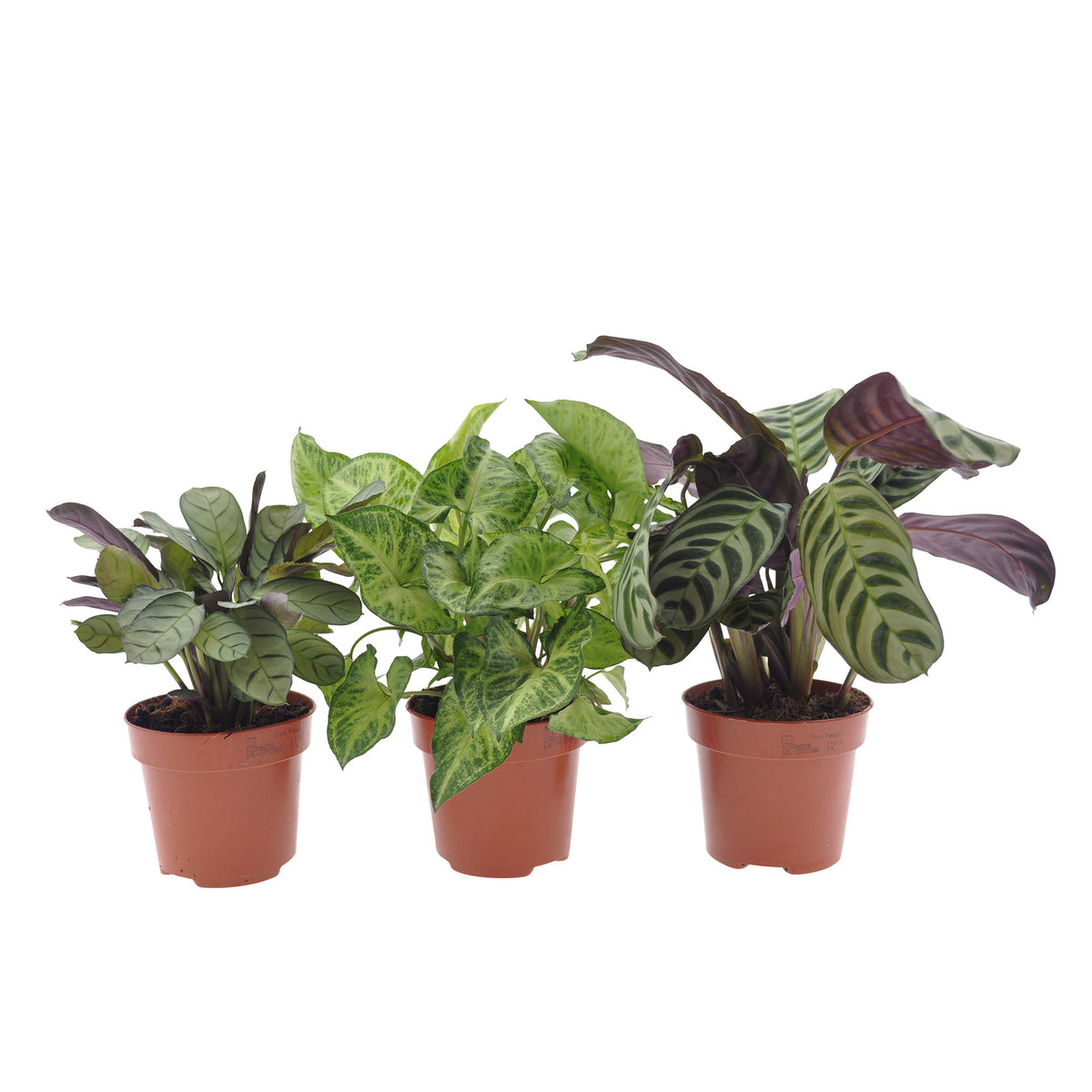 3x Indoor plants with leaf markings - Mix