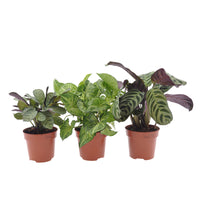 3x Indoor plants with leaf markings - Mix