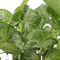 3x Indoor plants with leaf markings - Mix