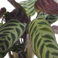 3x Indoor plants with leaf markings - Mix