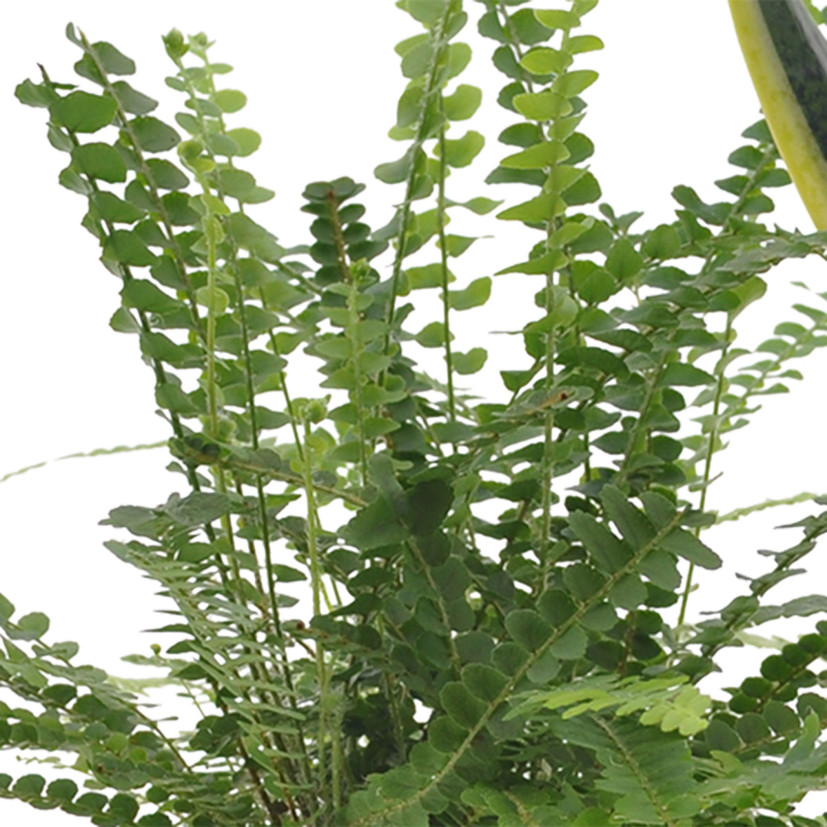 3x Bedroom plants - Mix