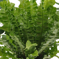 3x Air-purifying indoor plants - Mix