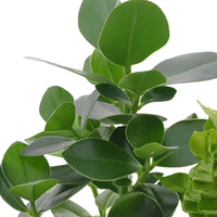 3x Air-purifying indoor plants - Mix