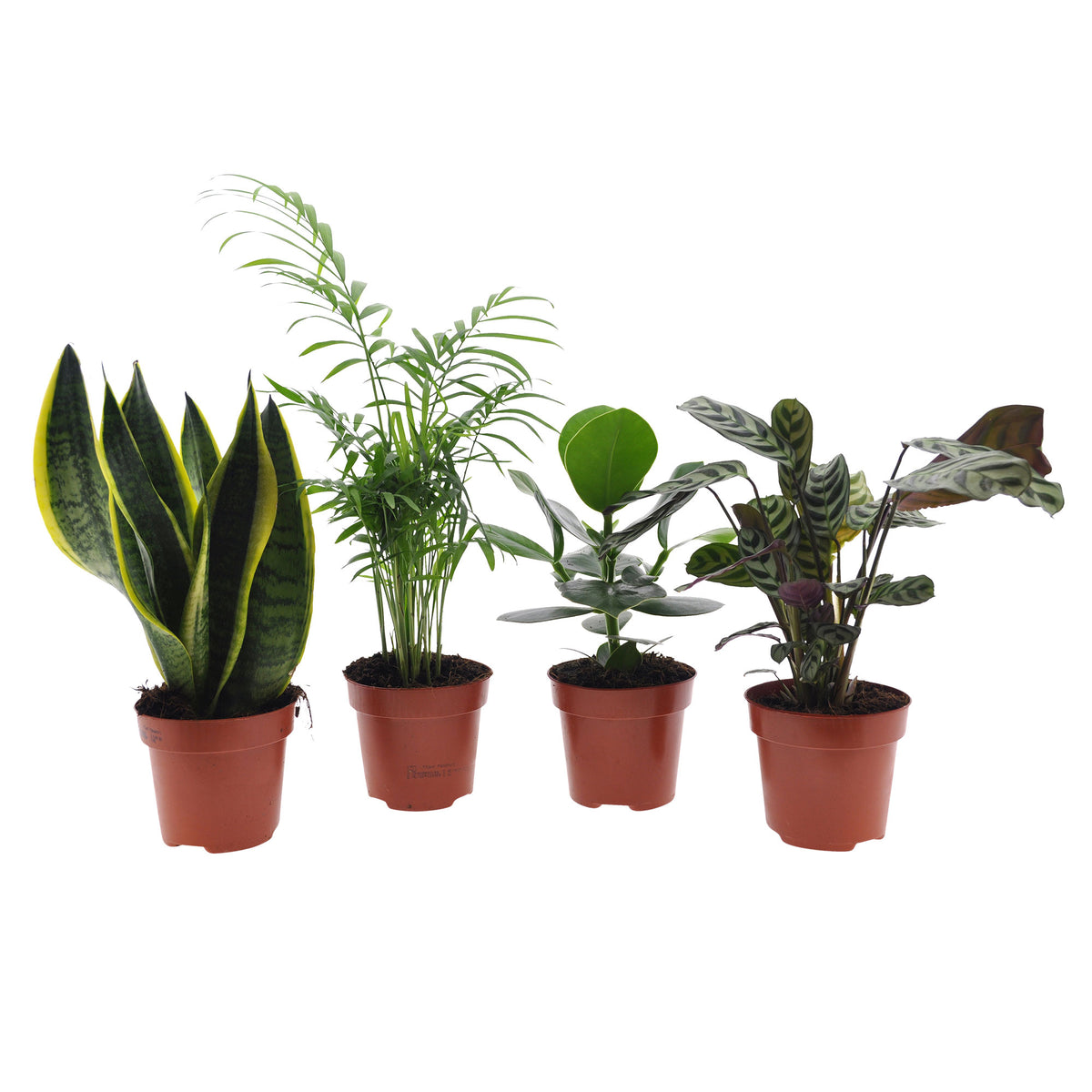 4x Indoor plants that are easy to care for - Mix green-purple