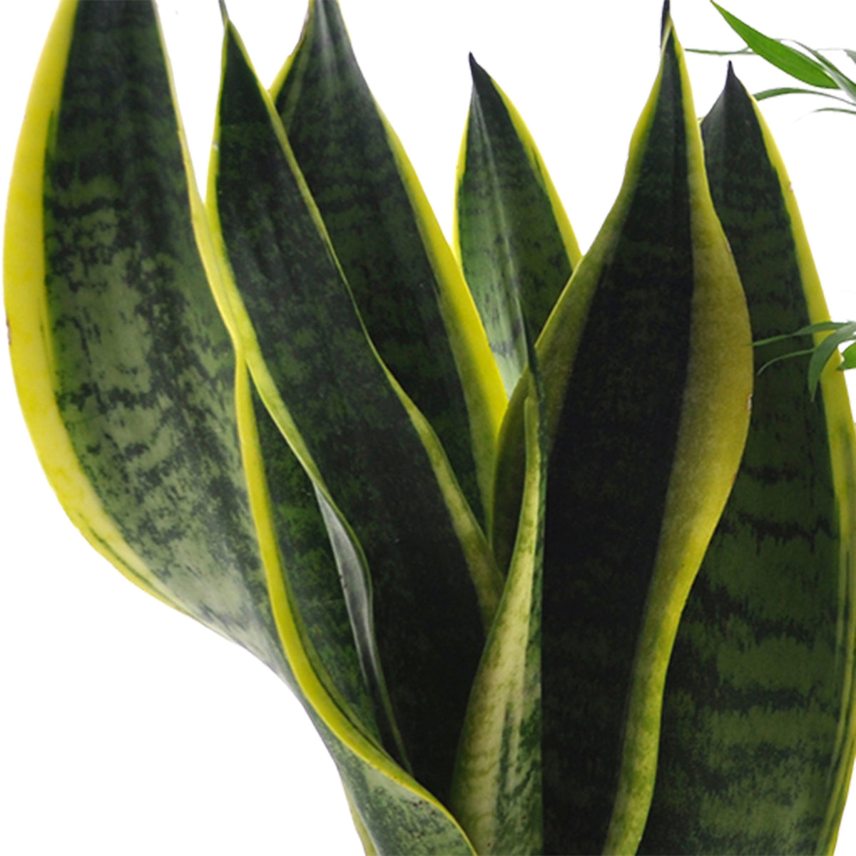 4x Indoor plants that are easy to care for - Mix green-purple