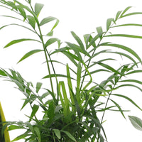 4x Indoor plants that are easy to care for - Mix green-purple