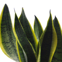 4x Indoor plants that are easy to care for - Mix