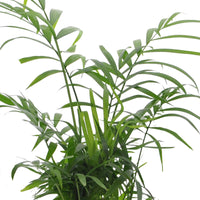 4x Indoor plants that are easy to care for - Mix