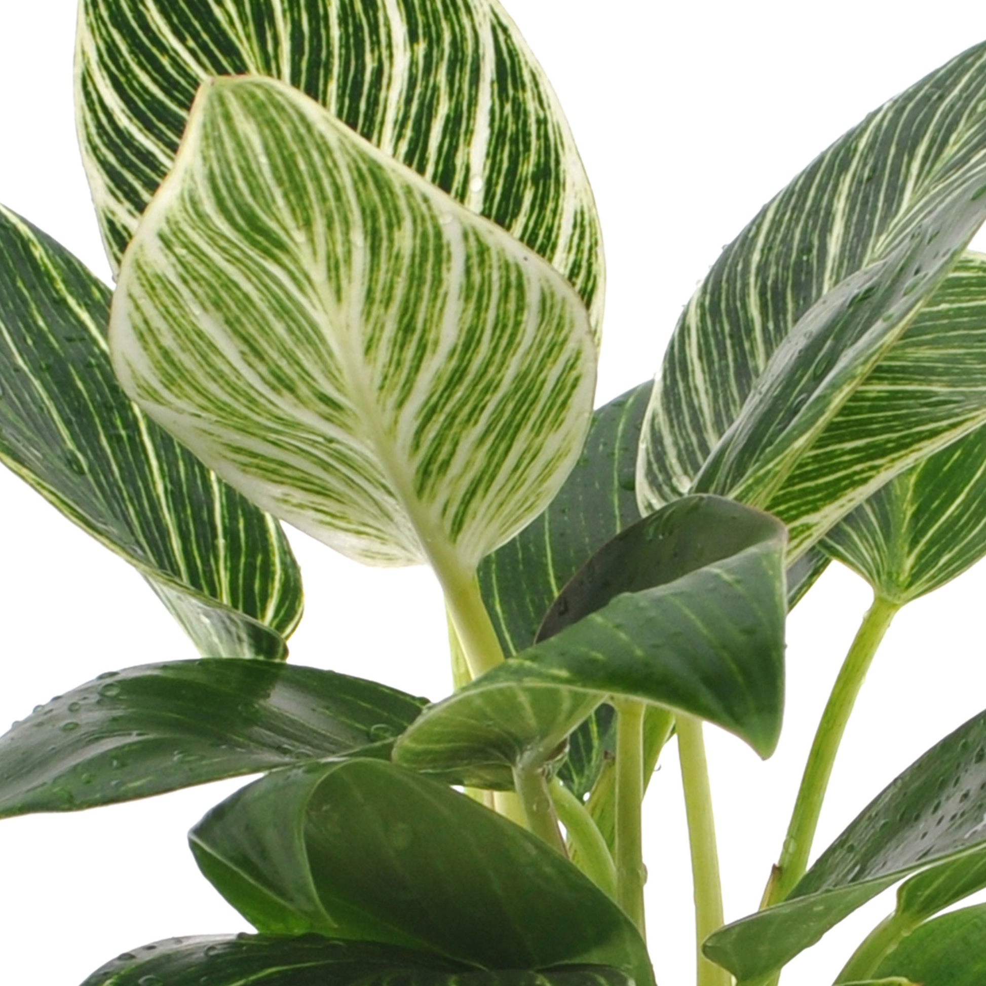 hydroponic philodendron white wave Philodendron 'White Wave'