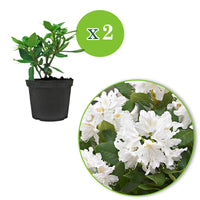 Rhododendron 'Cunningham's White' white - Hardy - Hardy plant