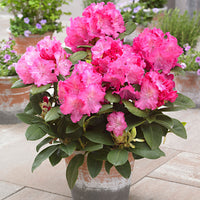 Rhododendron 'Germania' pink - Hardy plant