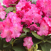 Rhododendron 'Germania' pink - Hardy plant