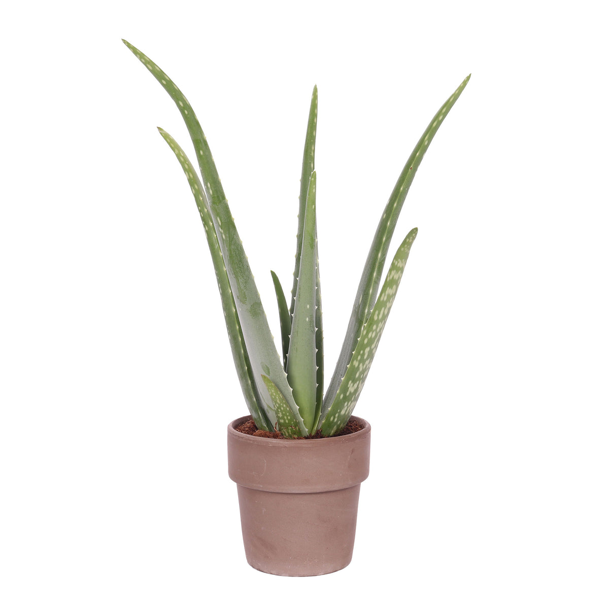 Aloe vera incl. decorative pot terracotta grey