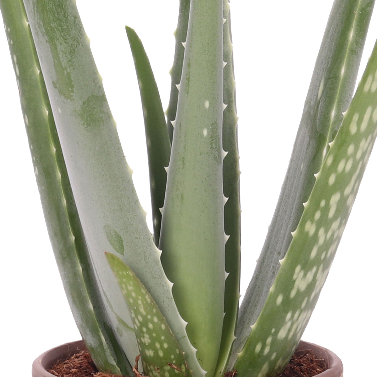 Aloe vera incl. decorative pot terracotta grey