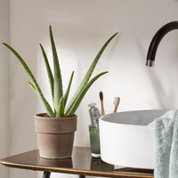 Aloe vera incl. decorative pot terracotta grey