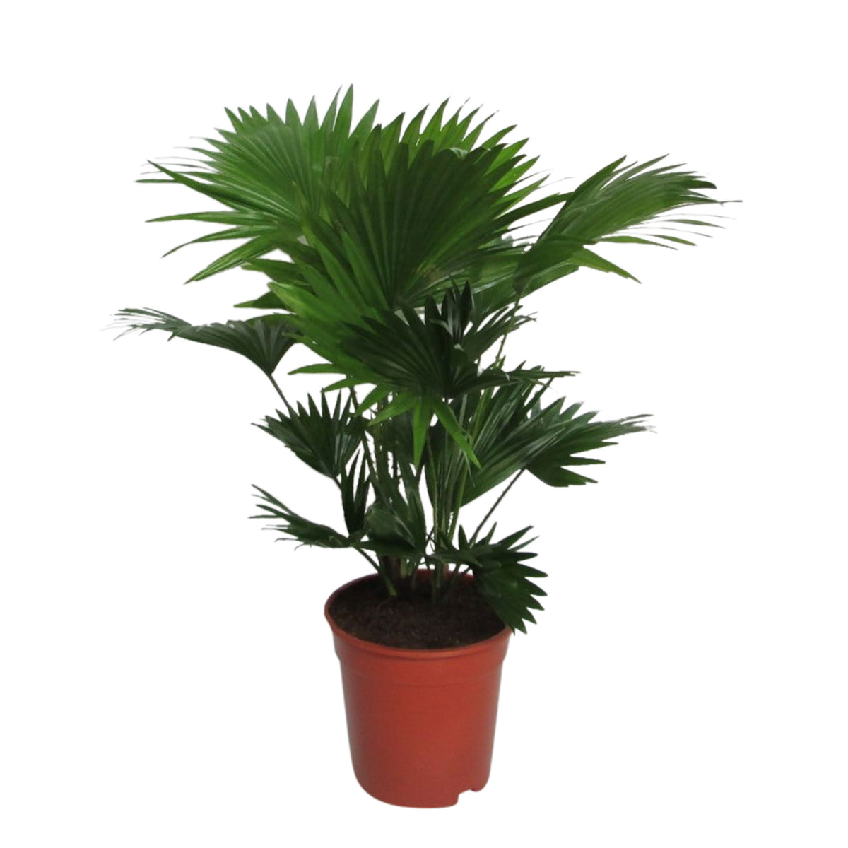 Windmill Palm Livistona rotundifolia