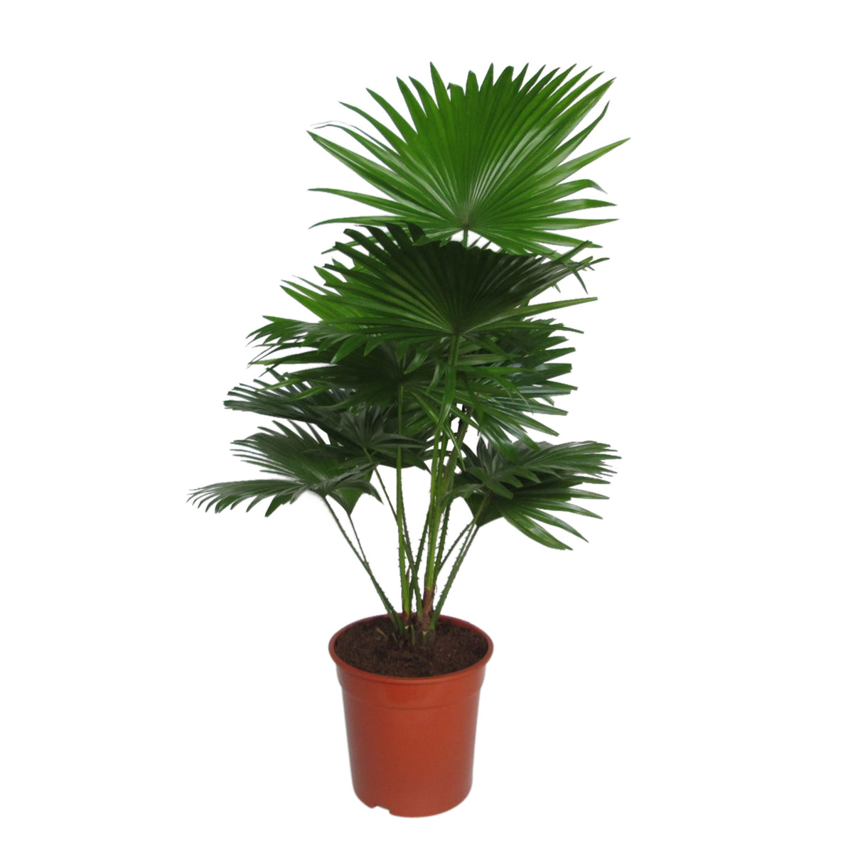 Windmill Palm Livistona rotundifolia