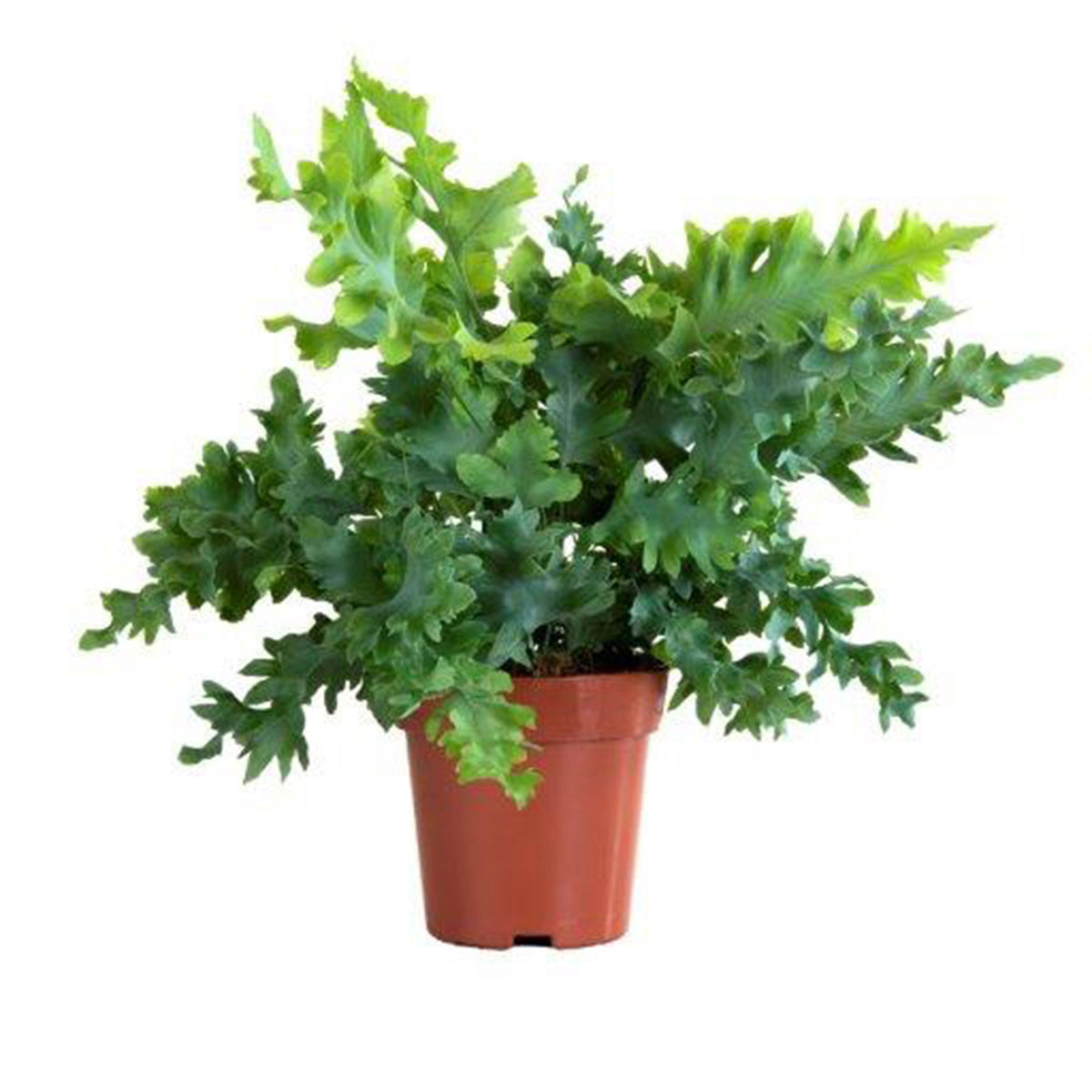 Blue star fern Phlebodium 'Davana'