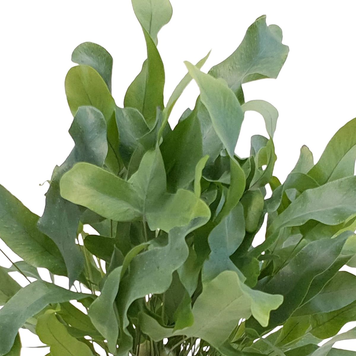 Blue star fern Phlebodium 'Davana'