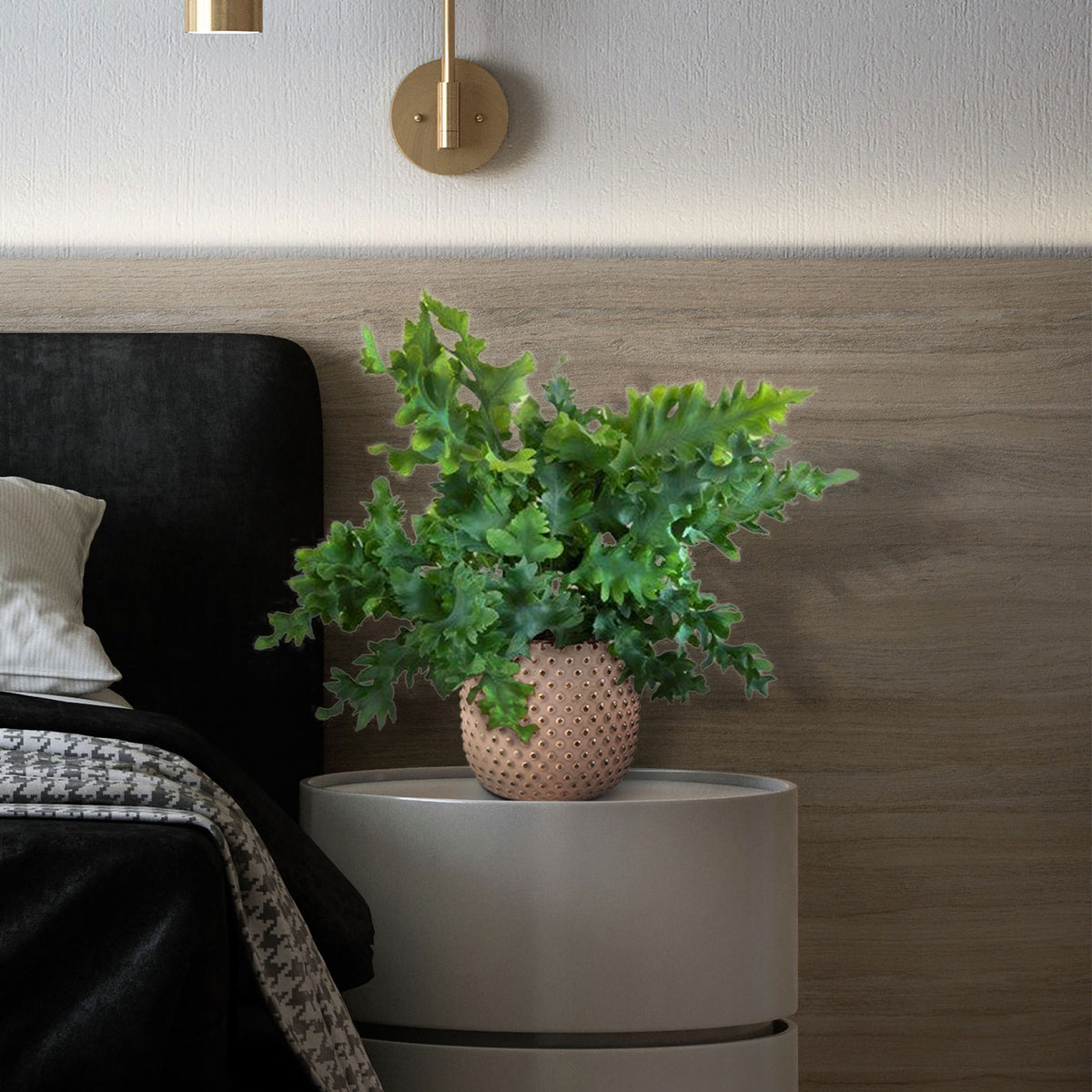 Blue star fern Phlebodium 'Davana'