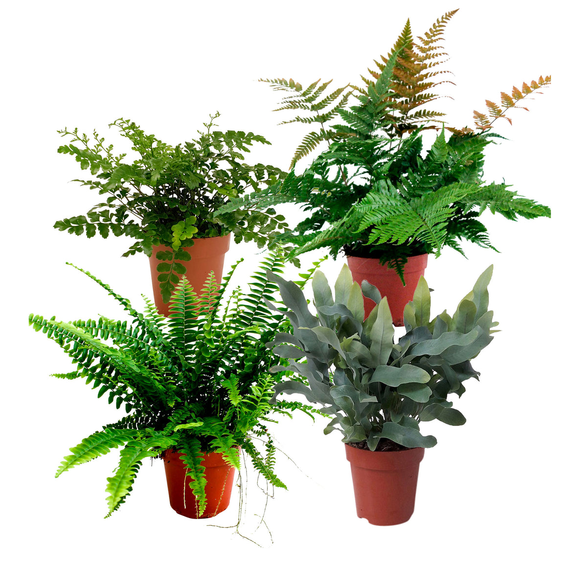 4x Air-purifying ferns - Mix