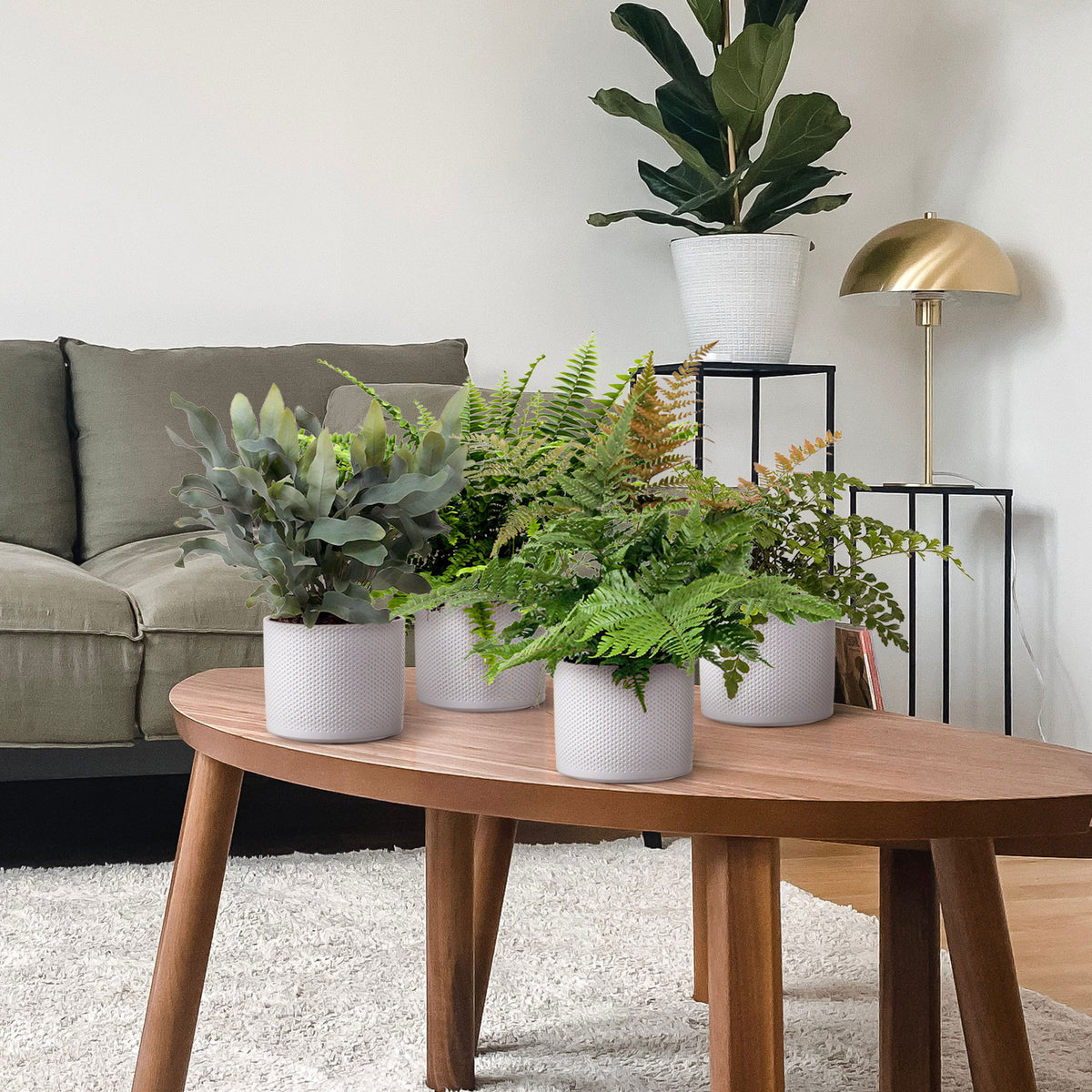 4x Air-purifying ferns - Mix