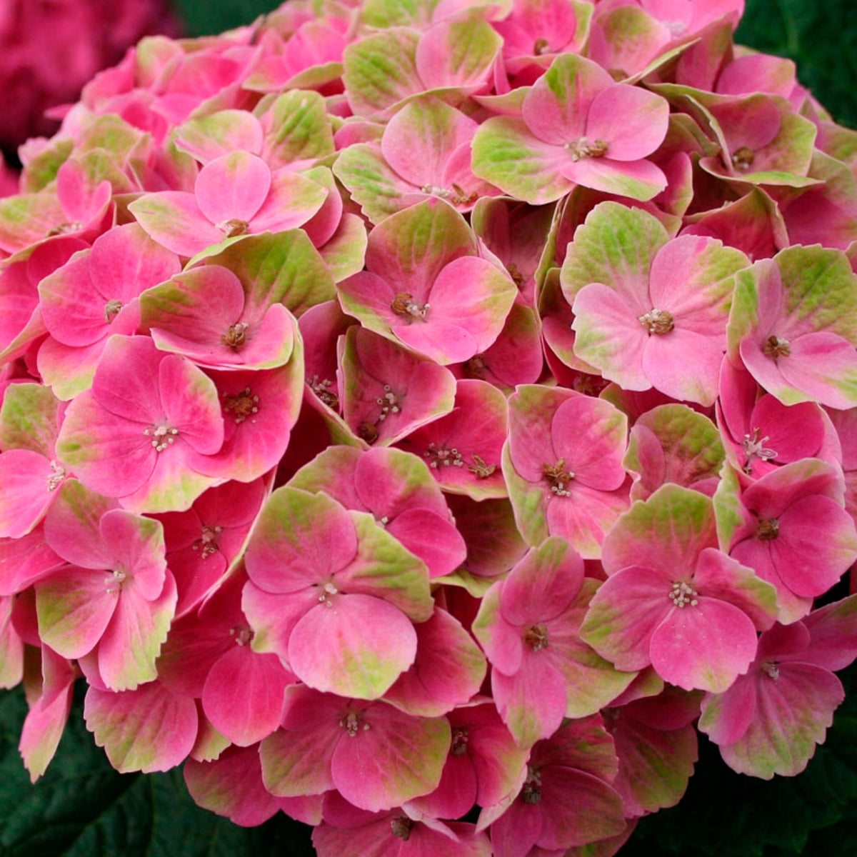 Bigleaf hydrangea Hydrangea 'Jewel Pink' Pink-Green - Hardy plant