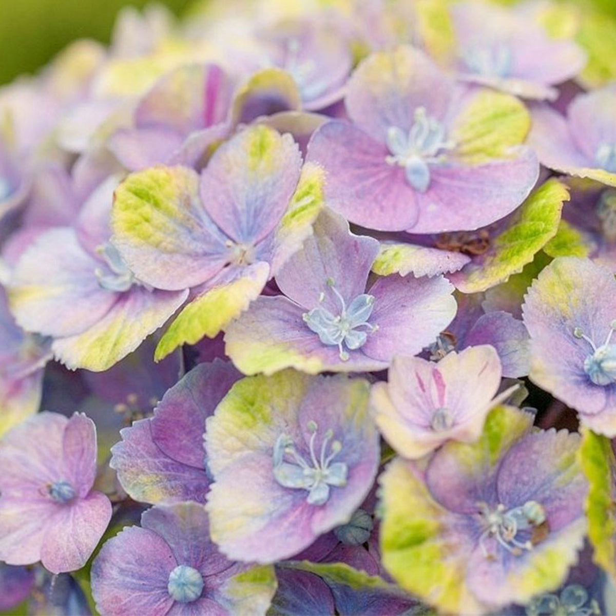 Bigleaf hydrangea Hydrangea 'Jewel' Blue-Purple - Hardy plant