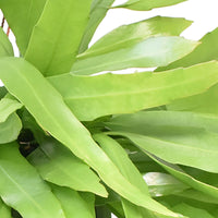 Leaf Cactus Epiphyllum pumilum  - Hanging plant