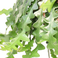 Succulent Selenicereus anthonyanus  - Hanging plant