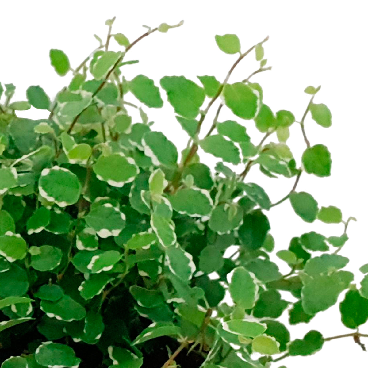 Climbing Fig Ficus pumila 'White Sunny'
