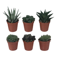 6x Mini Haworthia - Mix