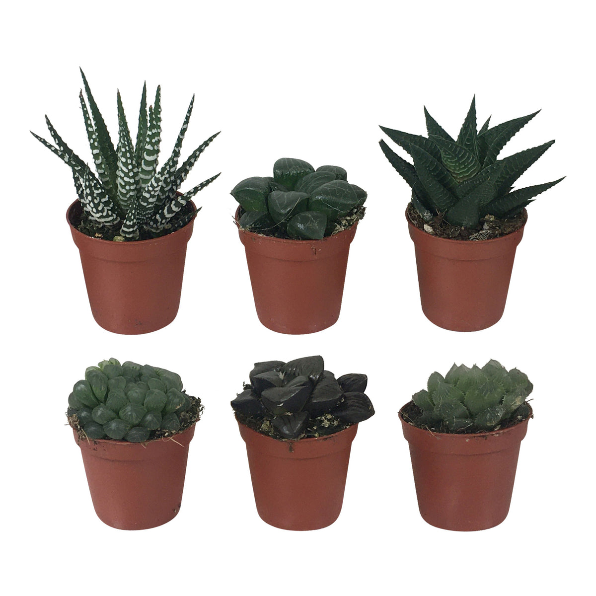 6x Mini Haworthia - Mix