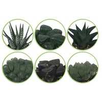 6x Mini Haworthia - Mix