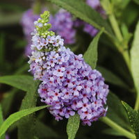 Butterfly bush Buddleja 'Blue Sarah' blue-purple - Hardy plant