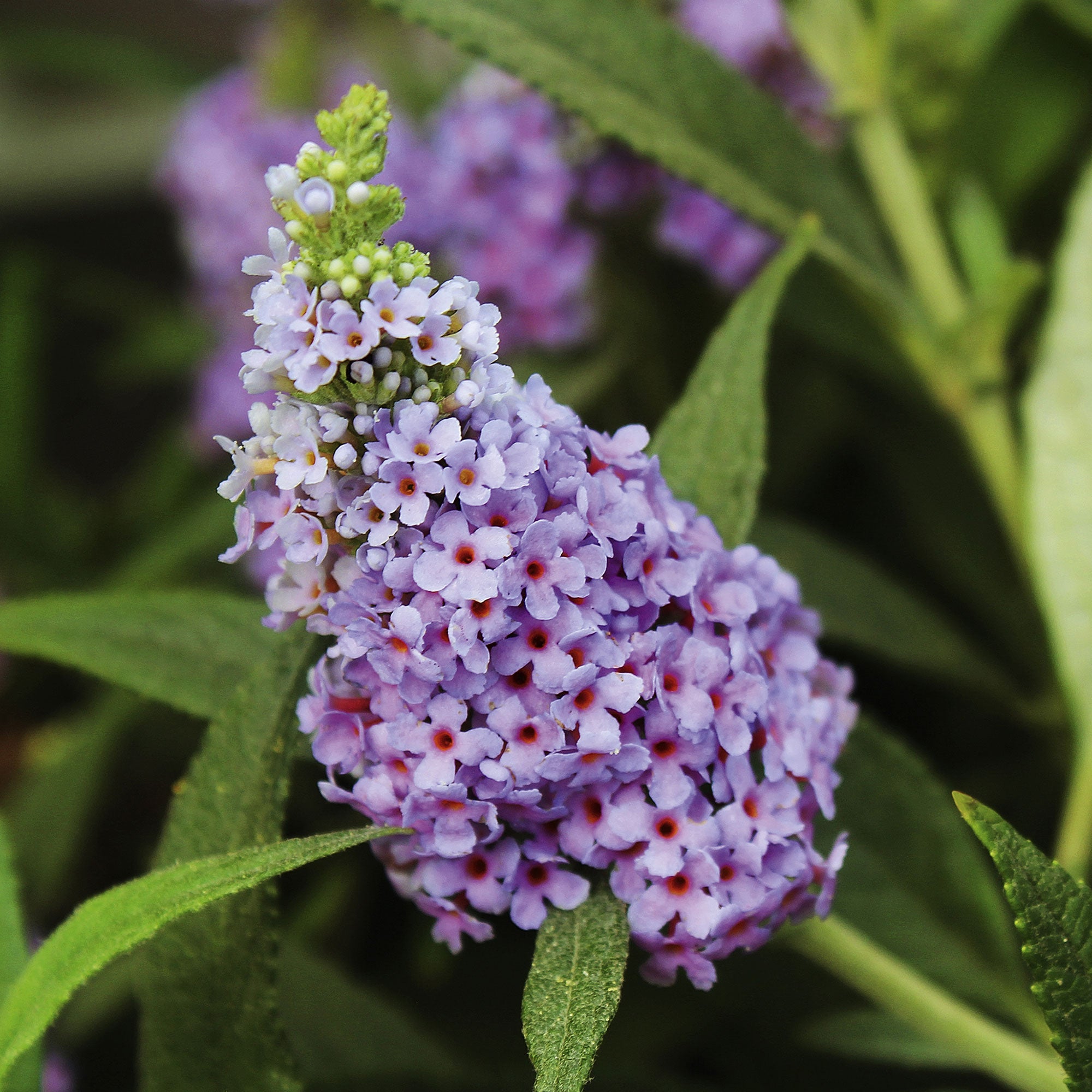 Standard Buddleia Buy ornamental shrubs now Butterfly bush Buddleja 'Blue Sarah' blue ...